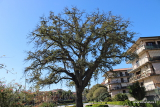 Quercia Filangeri